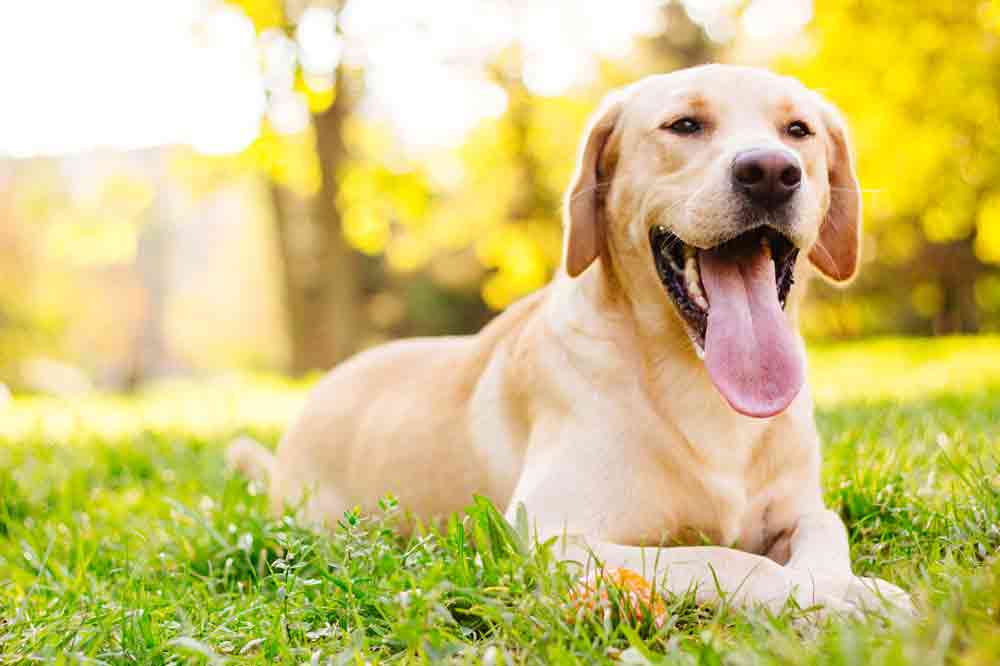Labrador Retriever Charakter Haltung Und Pflege Labrador Retriever Charakter Haltung Und Pflege
