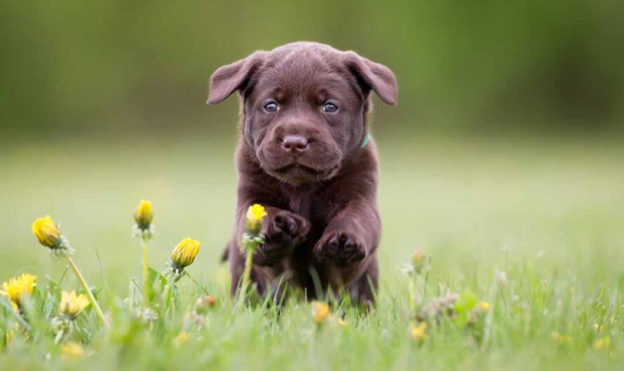 Labrador Retriever: Charakter, Haltung und Pflege