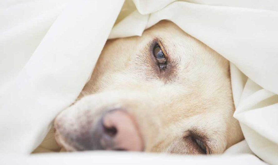 Magendrehung beim Hund: Ursachen, Symptome, Behandlung