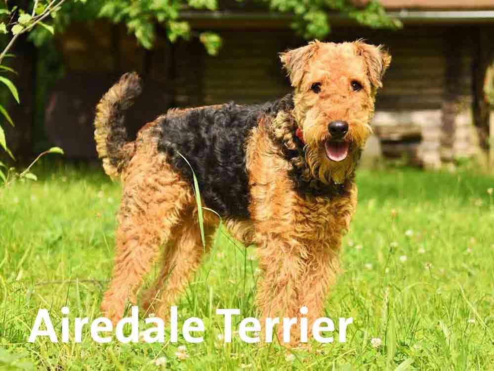 Der Airdale Terrier haart kaum