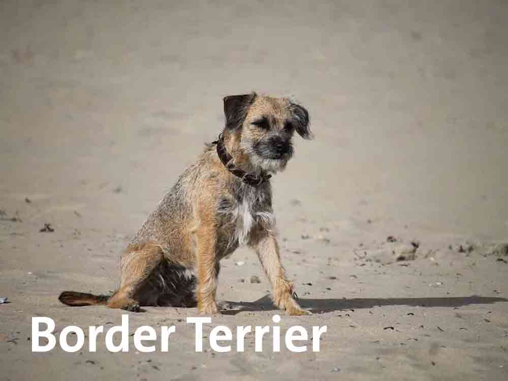 Der Border Terrier haart kaum