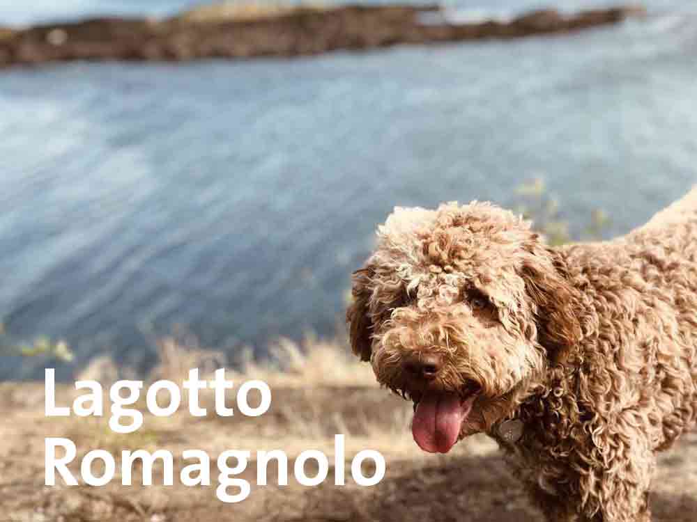 Der Lagotto Romagnolo haart kaum