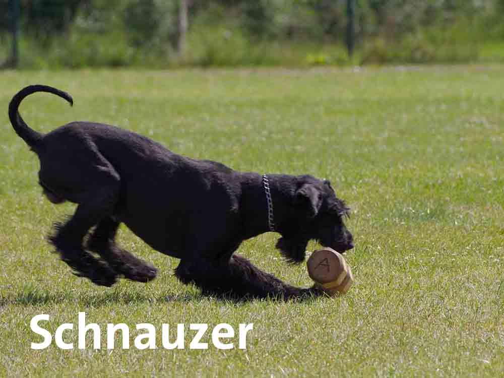 Der Schnauzer haart kaum