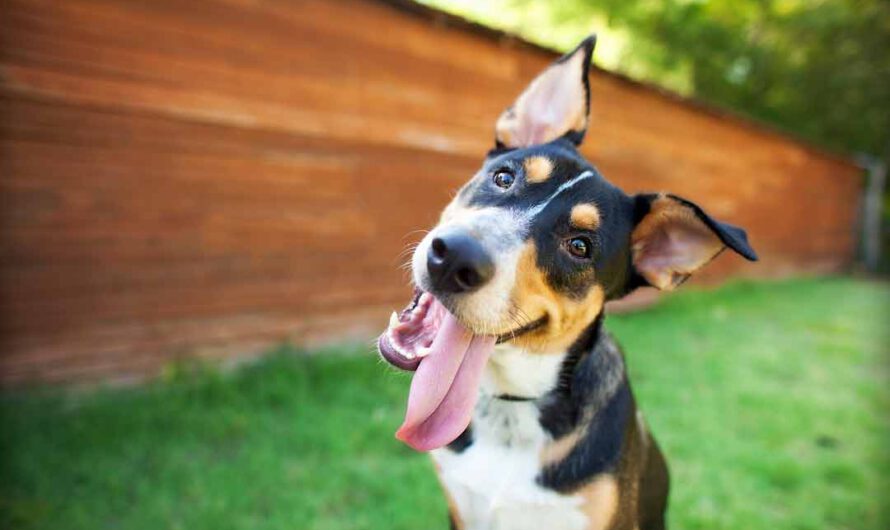 5 Zeichen, dass Dein Hund glücklich ist