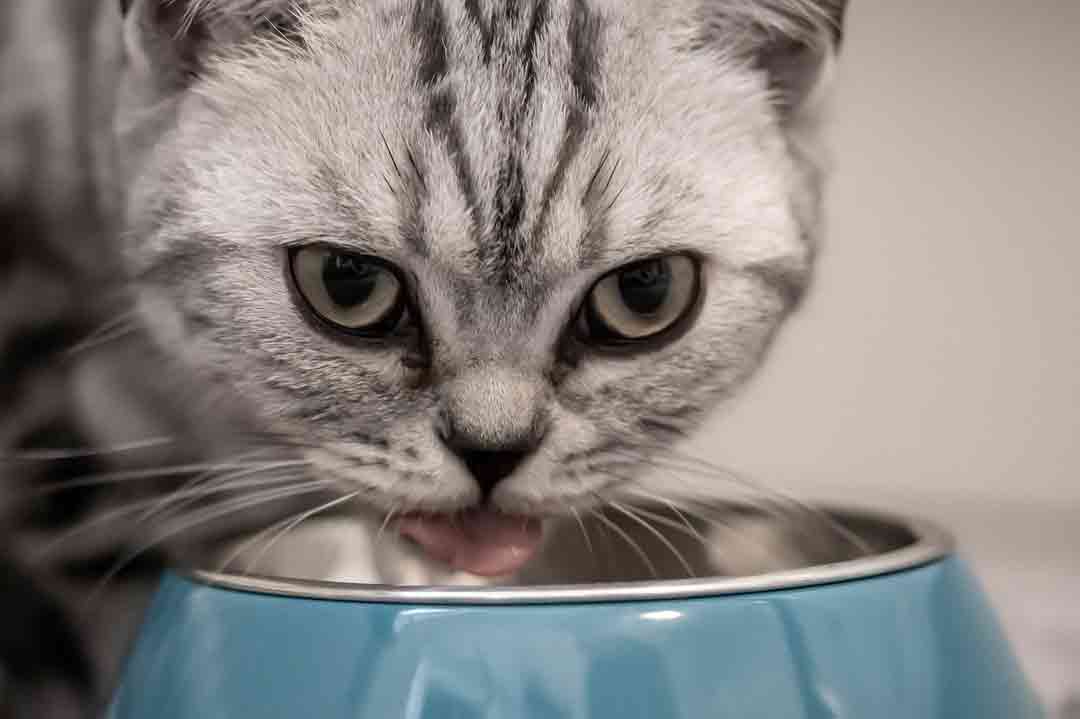 Artgerechte Ernährung für die Katze