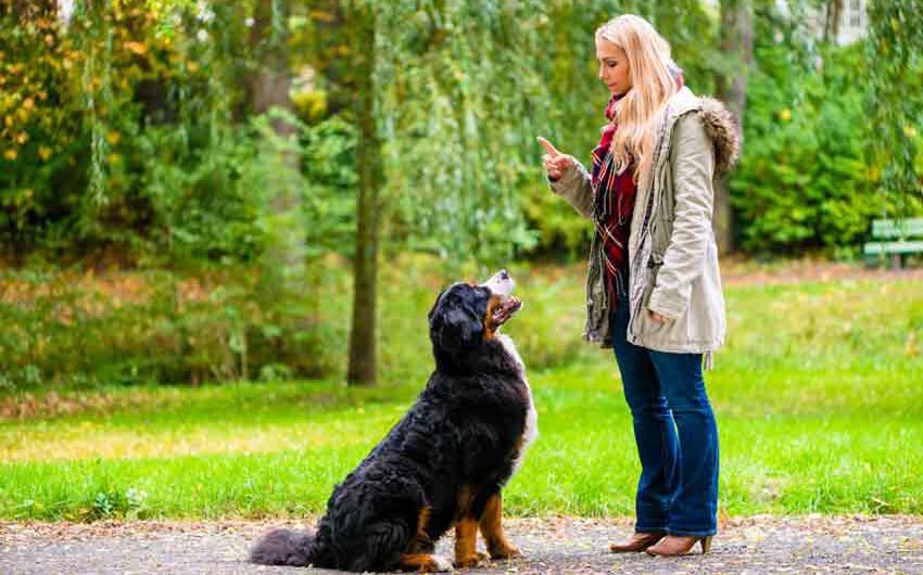 Die 9 größten Fehler in der Hundeerziehung