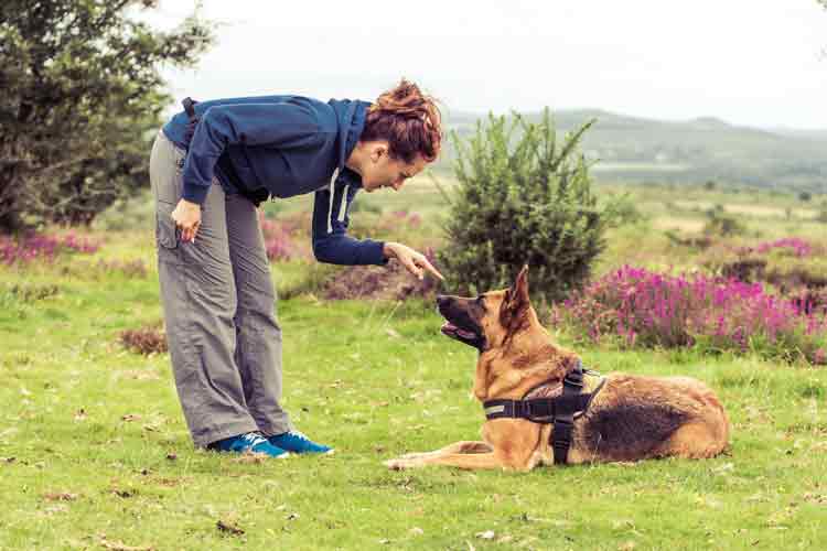 Fehler in der Hundeerziehung: Eine Frau schimpft mit einem Schäferhund