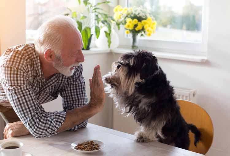 Fehler in der Hundeerziehung: Ein alter Mann mit Hund am Tisch