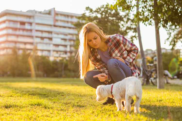 Fehler Hundeerziehung: Körpersprache des Menschen