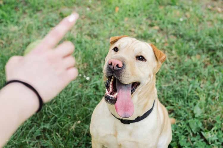 Fehler in der Hundeerziehung: Kommandos ständig wiederholen