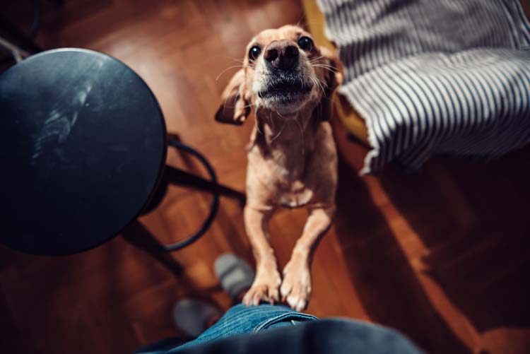 Fehler in der Hundeerziehung: unerwünschtes Verhalten