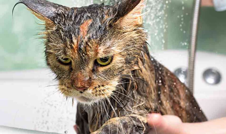 Katze baden: ja oder nein?