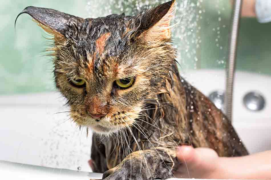 Katze baden: ja oder nein?