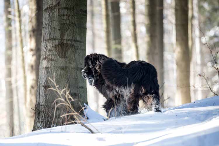 Ein Bär, nein ein Neufundländer steht im verschneiten Wald.