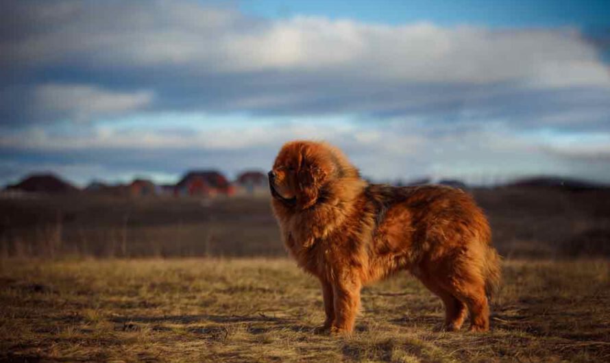 Teuerste Hunde: Die 10 teuersten Hunderassen der Welt