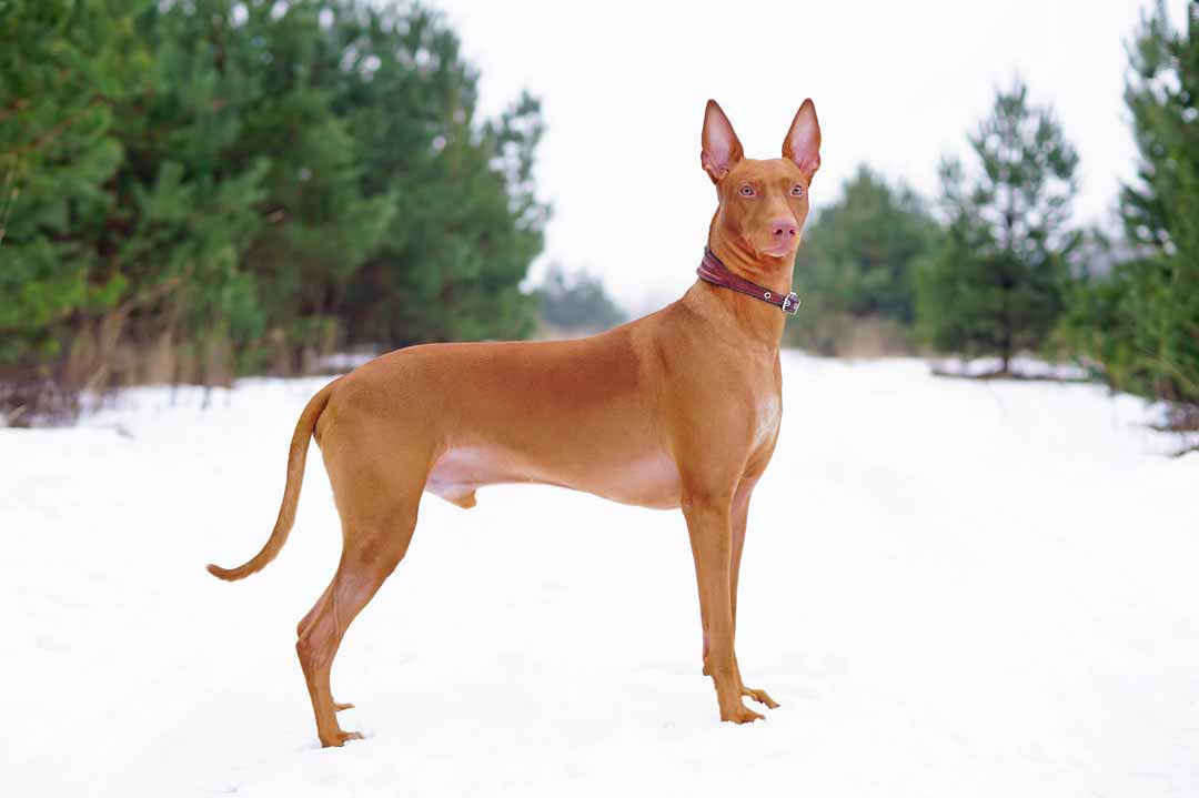 Der Pharaonenhund ist so teuer, dass ihm die Ohren vor Schreck abstehen.
