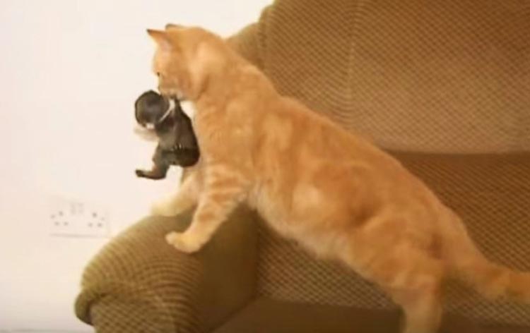 Eine Katze hält ein Kitten im Maul.