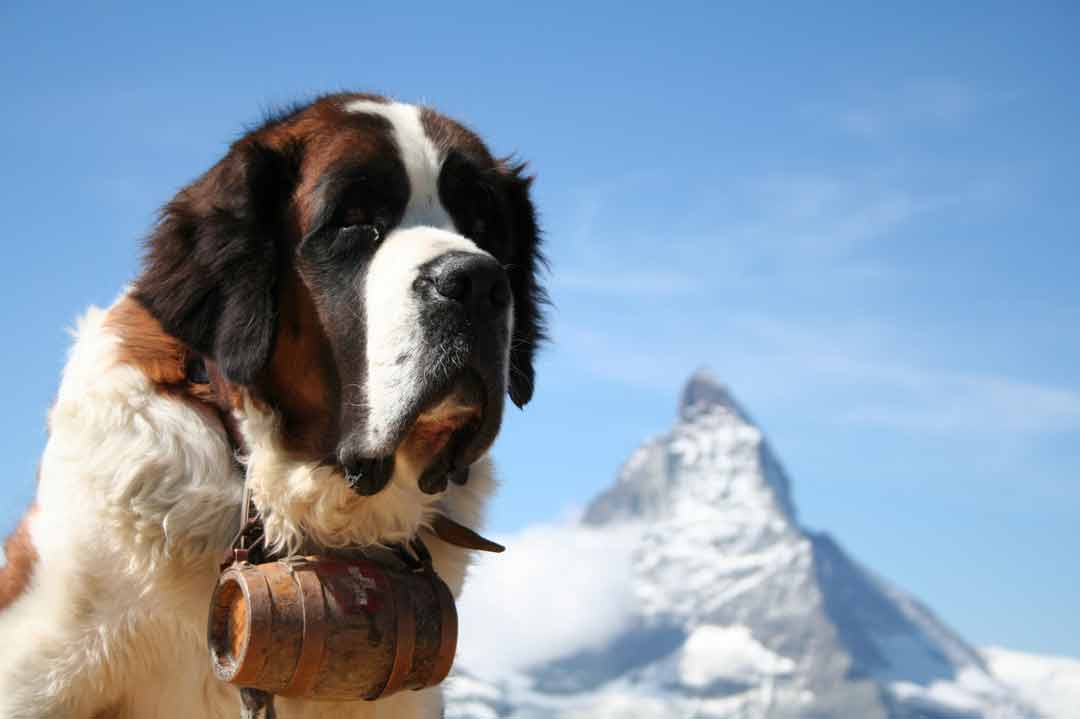 Ein Bernhardiner vor dem Matterhorn.