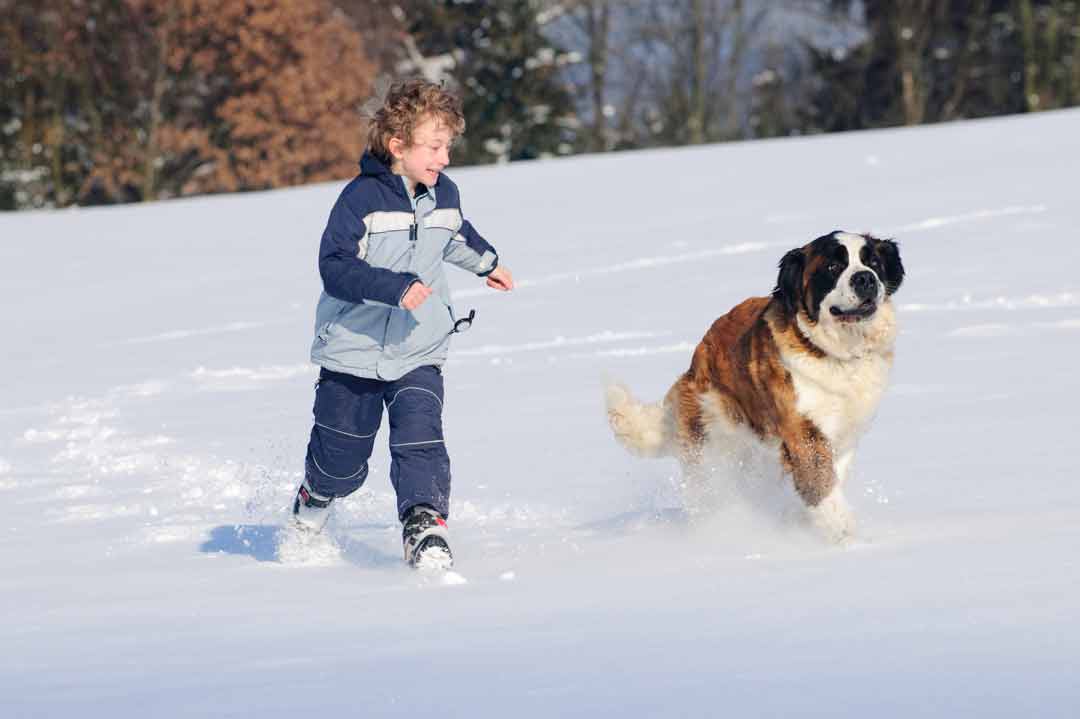 Ein Bernhardiner spielt mit einem Jungen im Schnee.