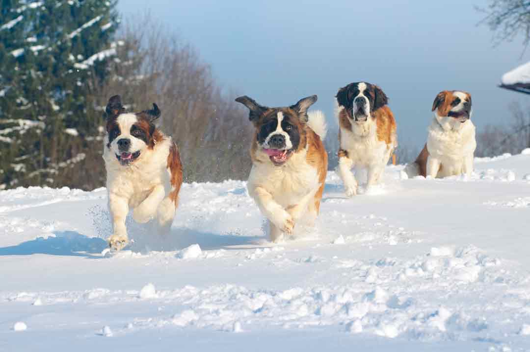 Bernhardiner laufen durch den Schnee.