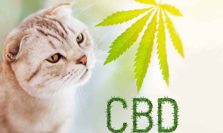 CBD-Öl für Katzen: Vorteile, Dosierung, Wirkung