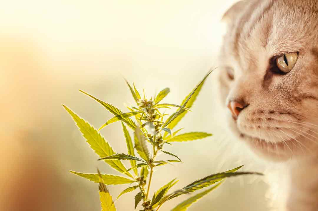 CBD-Öl für Katzen: Wirkung und Nebenwirkungen