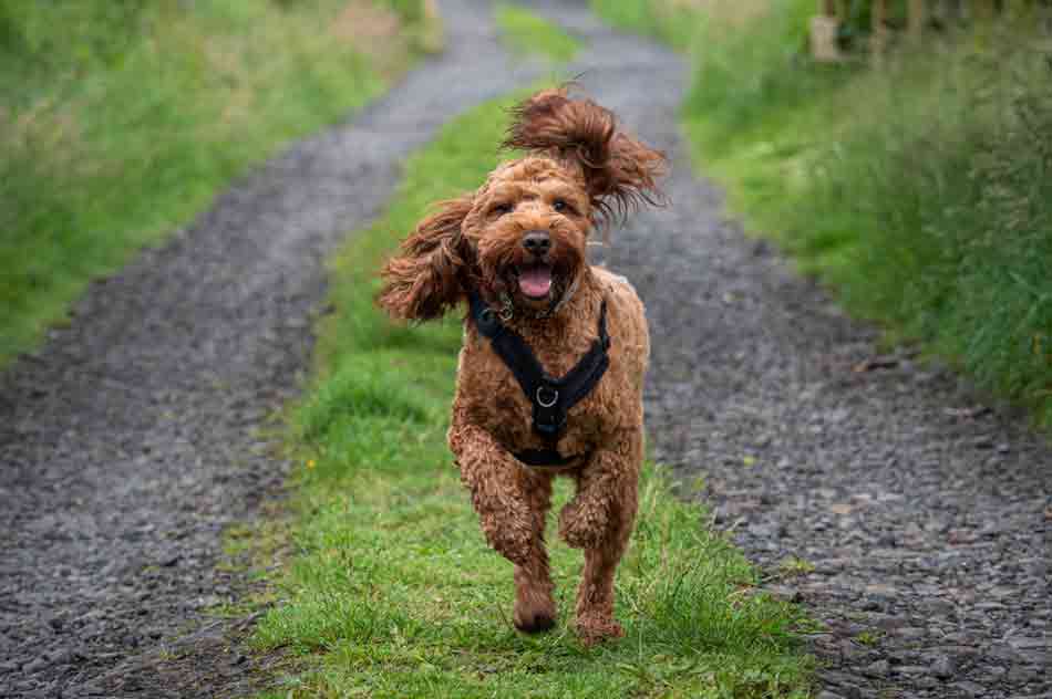 In Deckung! Cockapoo im Anflug!