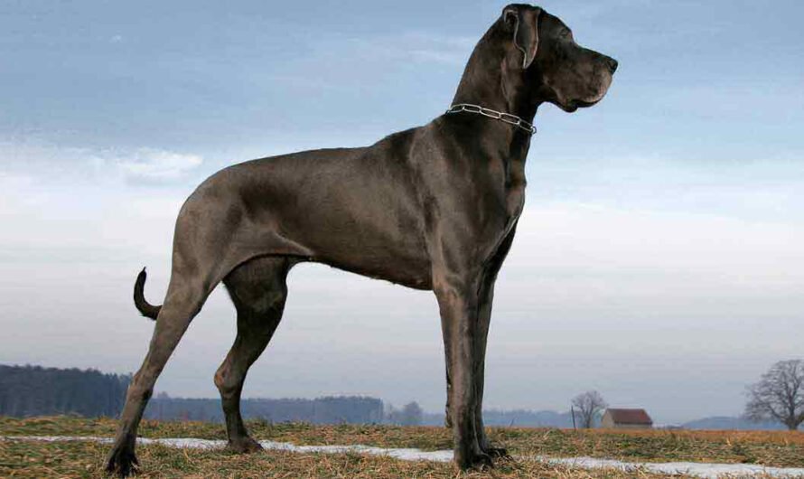 Große Hunderassen: 7 beeindruckend große Hunde