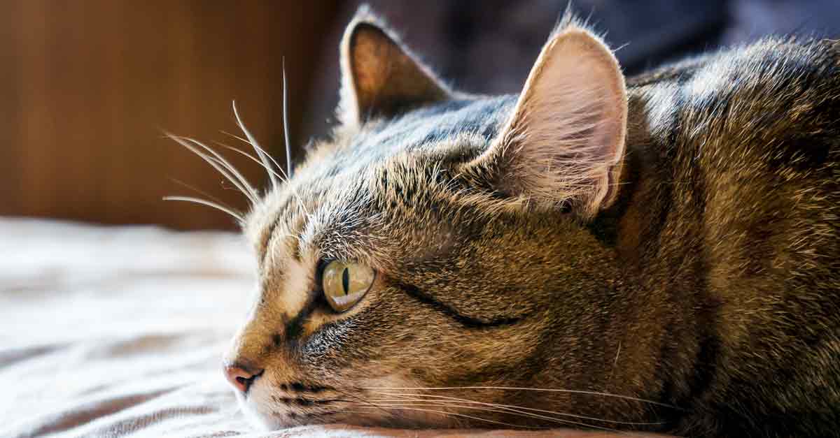 Katze erbricht Diese 6 Dinge solltest Du tun • Aus Liebe zum Haustier