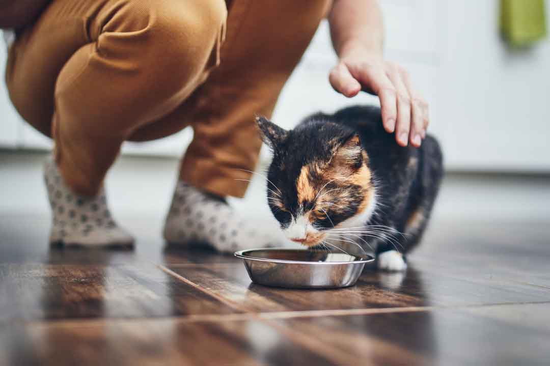 Katze füttern: Wie oft am Tag ist es richtig?