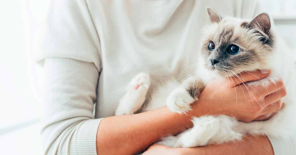 Katzenbabys Wie erkenne ich das Geschlecht? • Aus Liebe zum Haustier