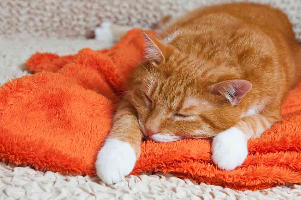 Katze kotzt: Eine kranke Katze liegt auf einer orangefarbenen Decke.