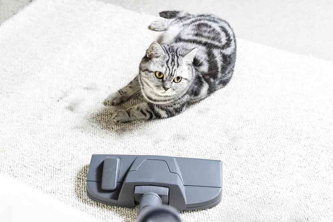 Eine Katze liegt vor dem Staubsauger.