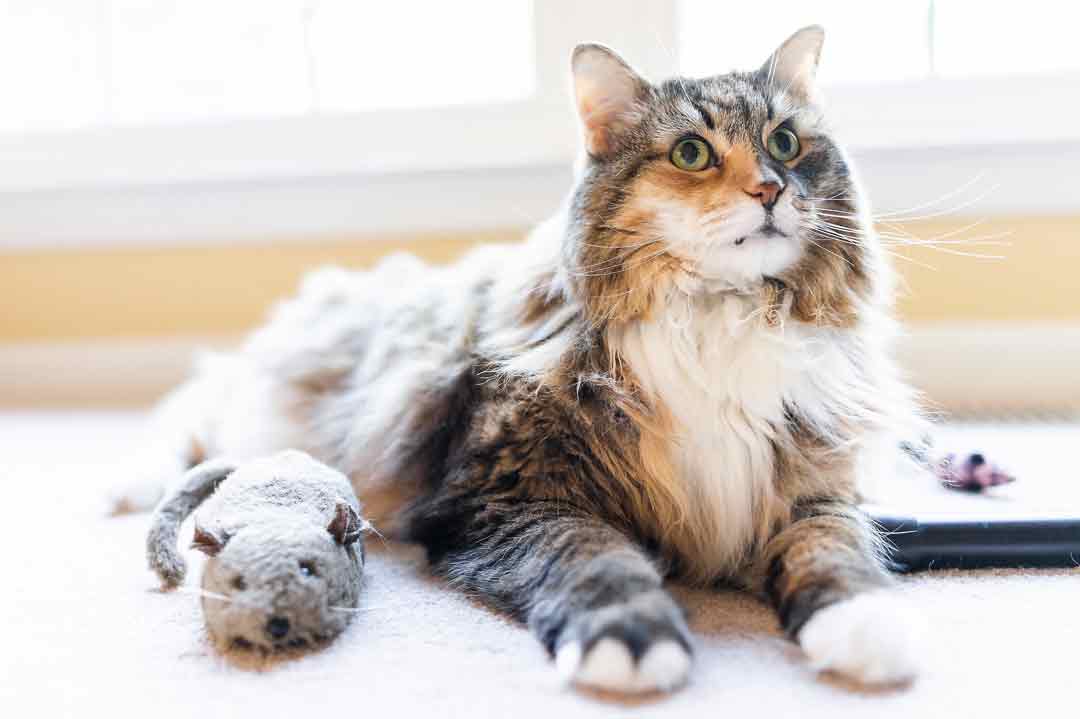 Katze wirft Dinge runter, weil ihr langweilig ist.