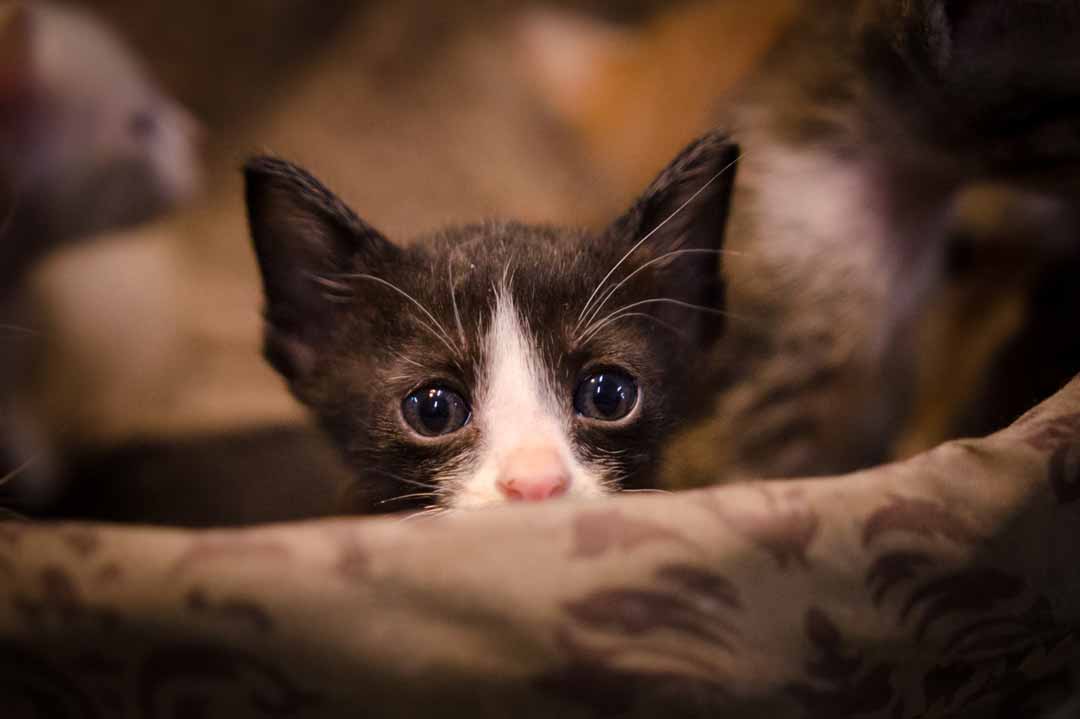 Kleinste Katze: Kleine Katzenrassen