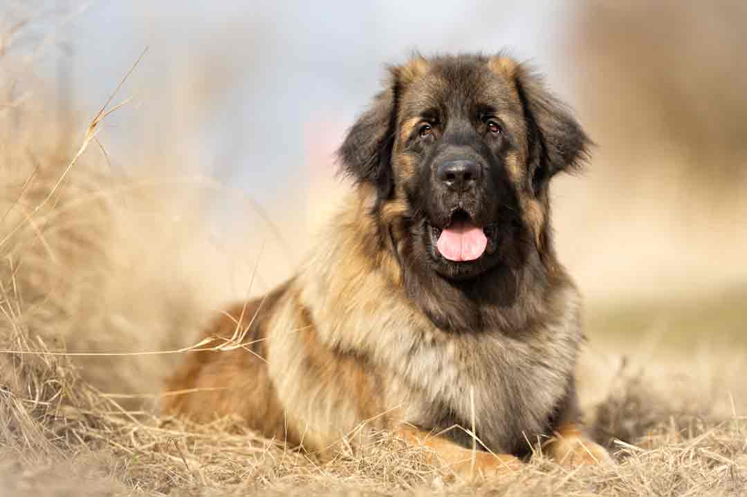 Der Leonberger gehört zu den größten Hunden