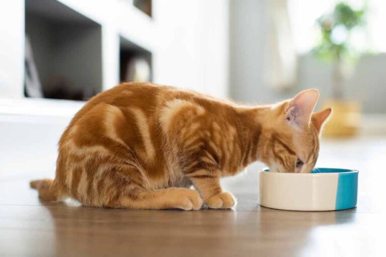 Wie oft sollte man die Katze füttern? • Aus Liebe zum Haustier