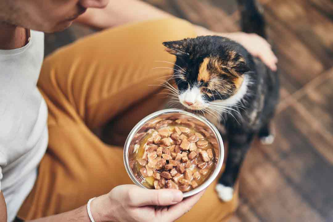 Wie oft sollte man die Katze füttern?