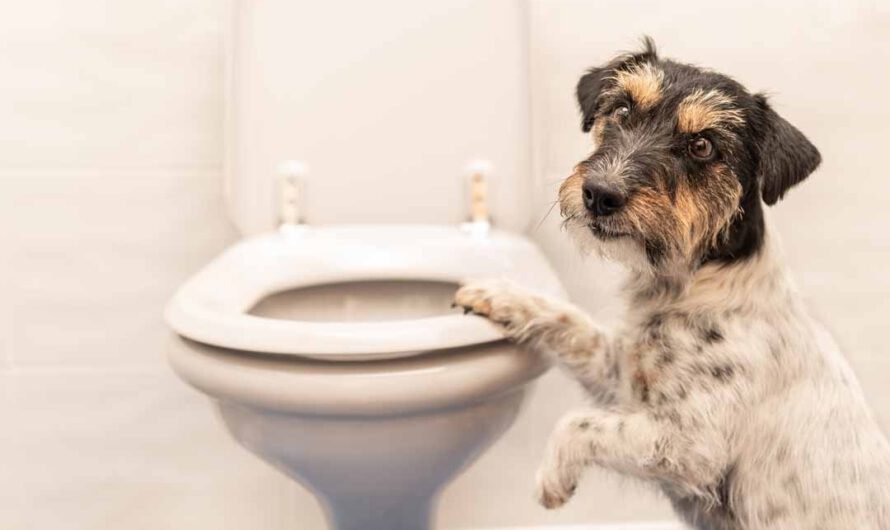 Durchfall beim Hund: Gründe und Tipps für schnelle Hilfe