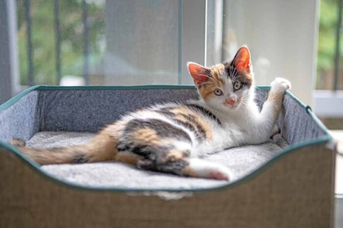 Glückskatzen: Darum sind sie so besonders • Aus Liebe zum Haustier