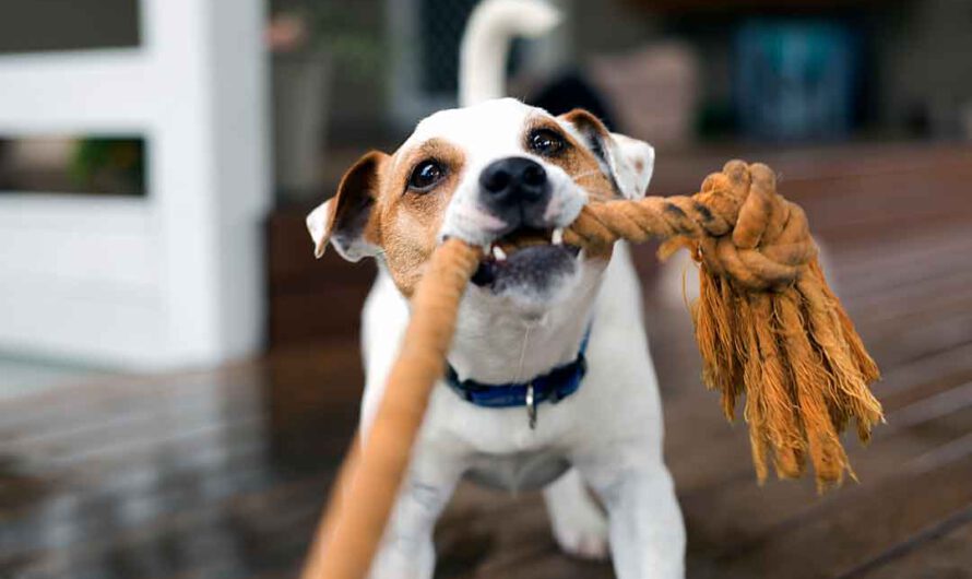 Tierischer Spaß: So bringst Du Deinen Hund auf Trab
