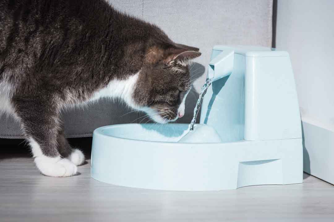Eine Katze trinkt am Trinkbrunnen.