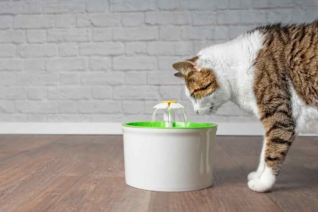 Eine Katze schaut neugierig einen Brunnen zum Trinken an.