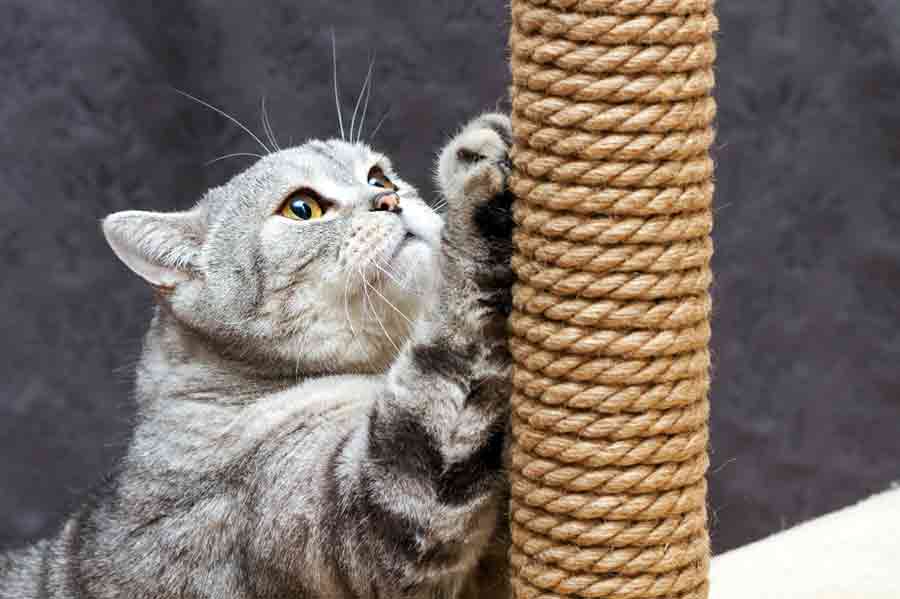 Eine Katze wetzt ihre Krallen am Kratzbaum