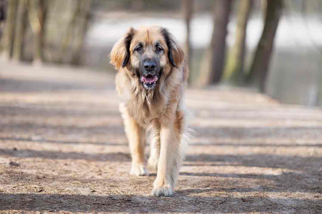 Ein Leonberger (Hund) im Wald