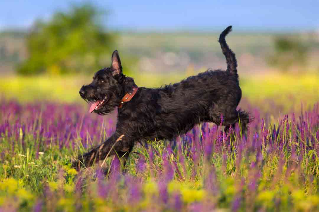 Ein Riesenschnauzer springt durch ein Feld