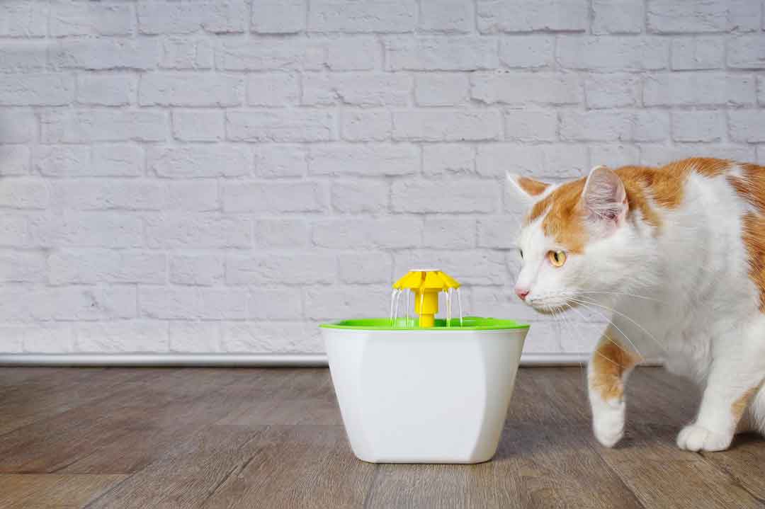 Ein Trinkbrunnen für Katzen animiert viele Tiere zum Trinken.