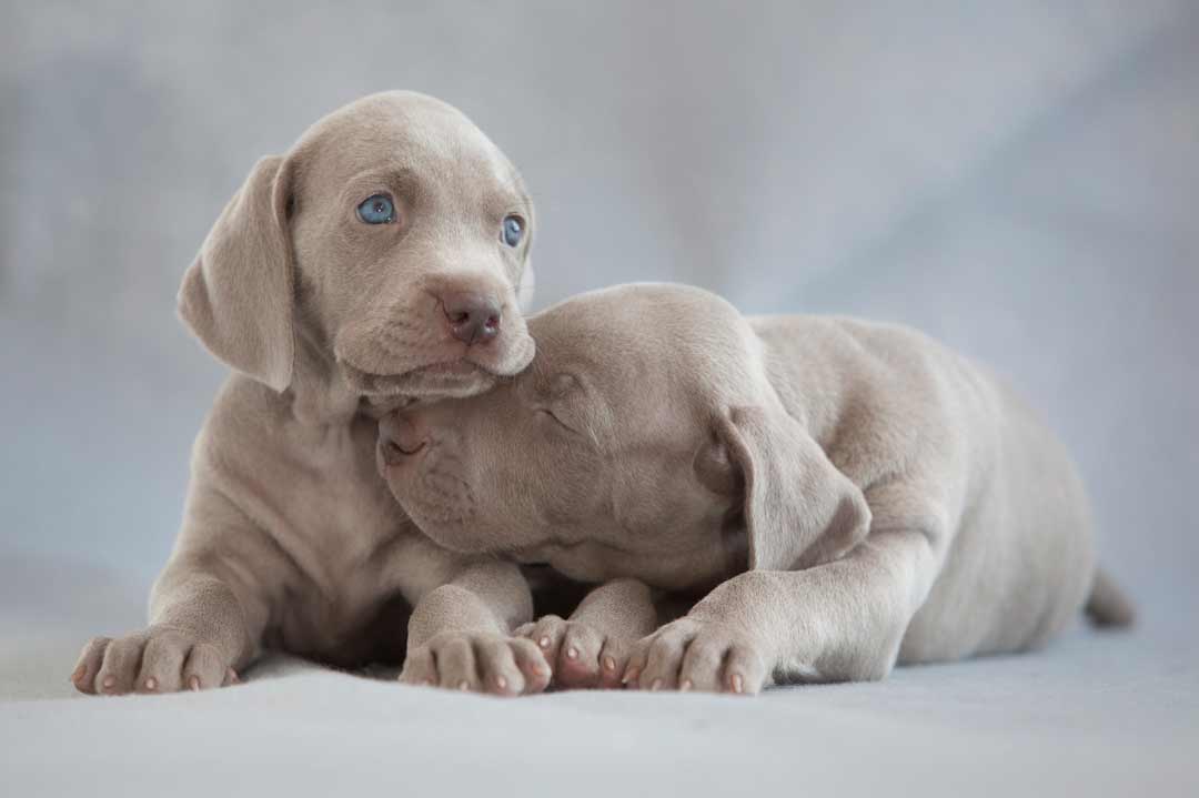Zwei Weimaraner-Welpen