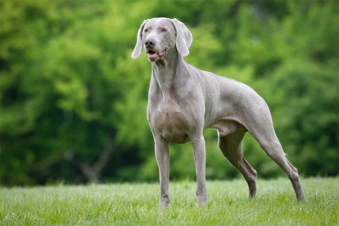 Der Weimaraner ist ein höchst eleganter Hund