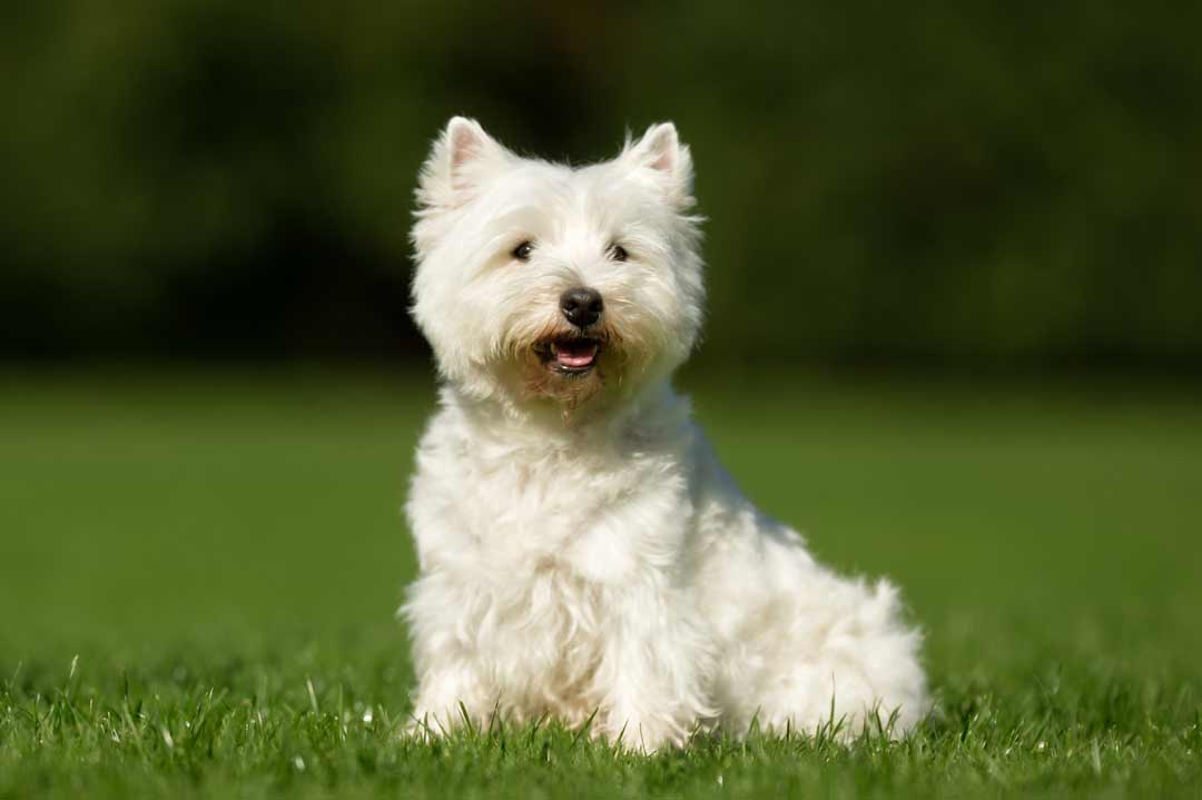 Rasseportrait: West Highland White Terrier